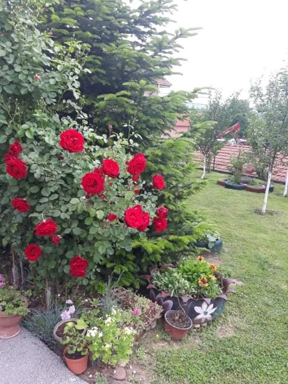 Apartman Drina Berilovac Extérieur photo
